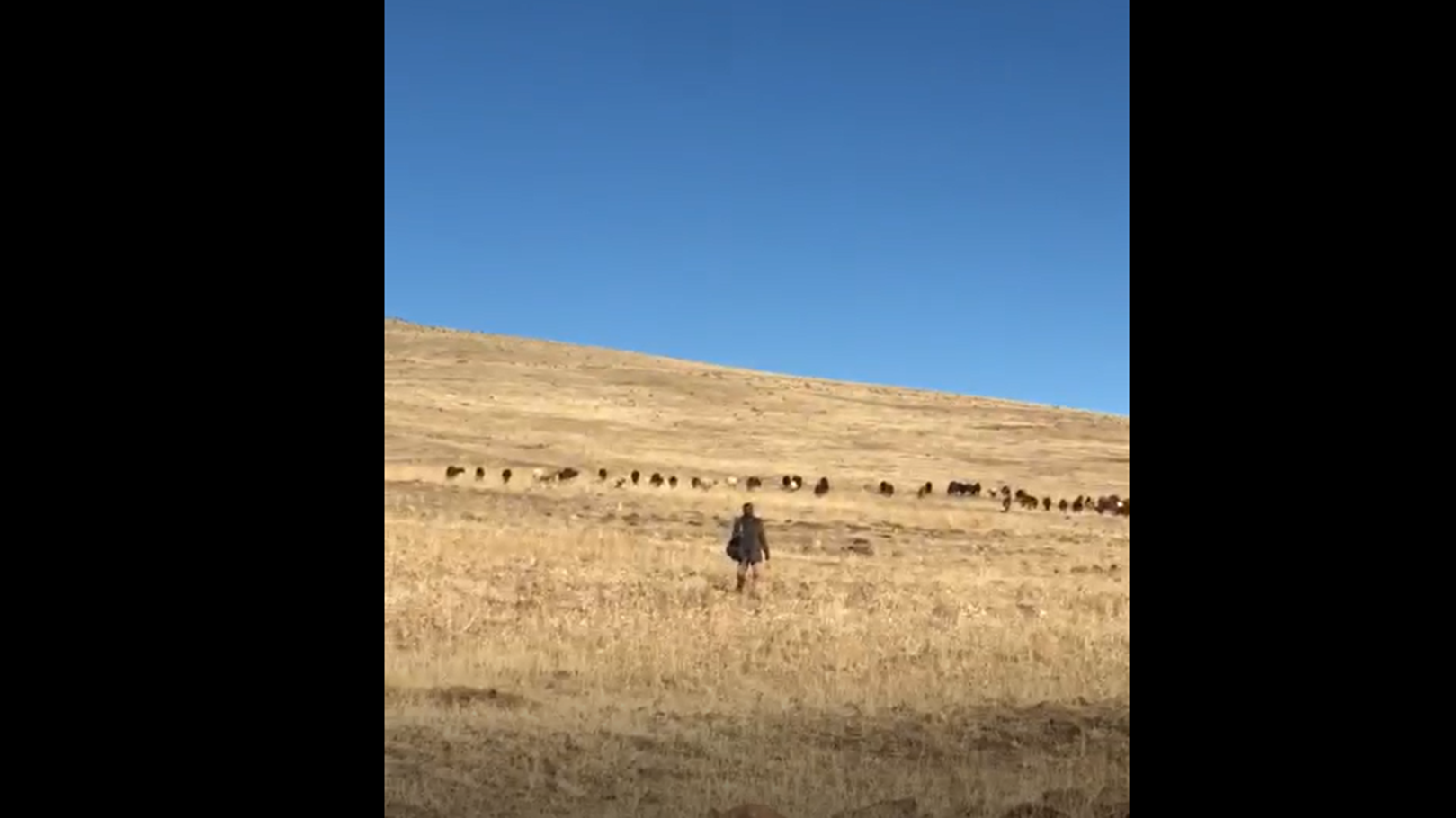 Erzurum’da sürüden ayrılan koyunu kurt kaptı